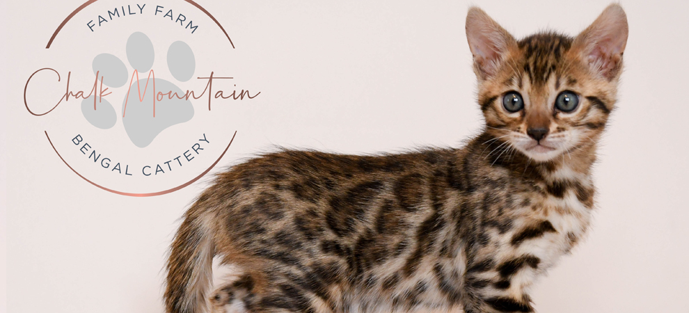 Bengal kitten for sale